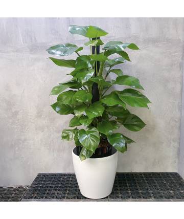 Money Plant (Self-watering pot)