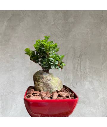 Ficus Ginseng in Red Self Watering Pot