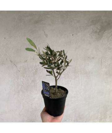 Mini Olive Tree (Holland)