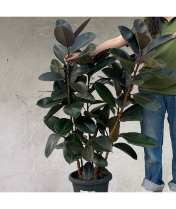 Ficus Robusta (L)