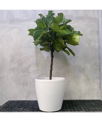 Ficus Lyrata Single Stem (Self-watering Pot)