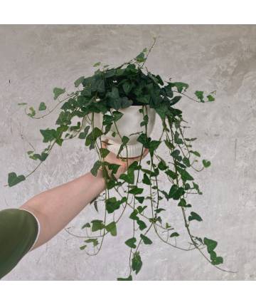 English Ivy In White Pot