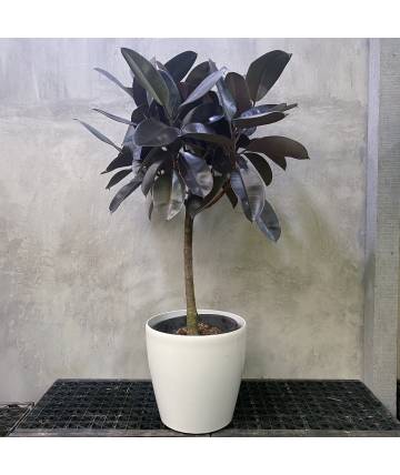 Ficus Robusta Single Stem (Self-Watering Pot)