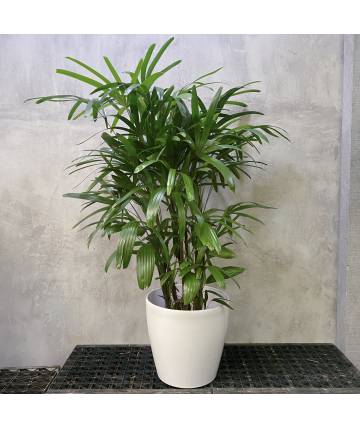 Rhapis Palm (Self-Watering Pot)
