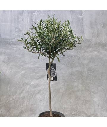 Olive Tree (Medium, Holland)