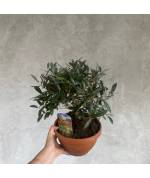 Plant Gift Ideas