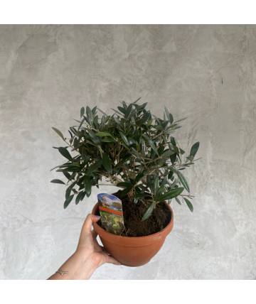 Olive Tree (Small, Holland)