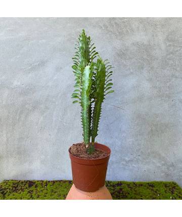 Euphorbia Rubra