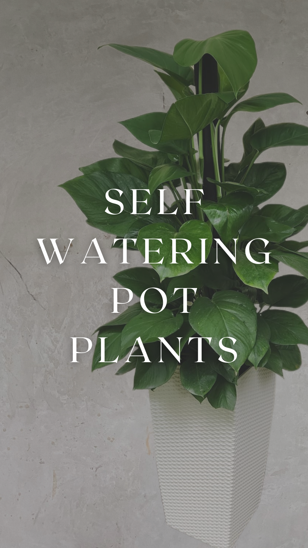 Self-Watering Pot Plants
